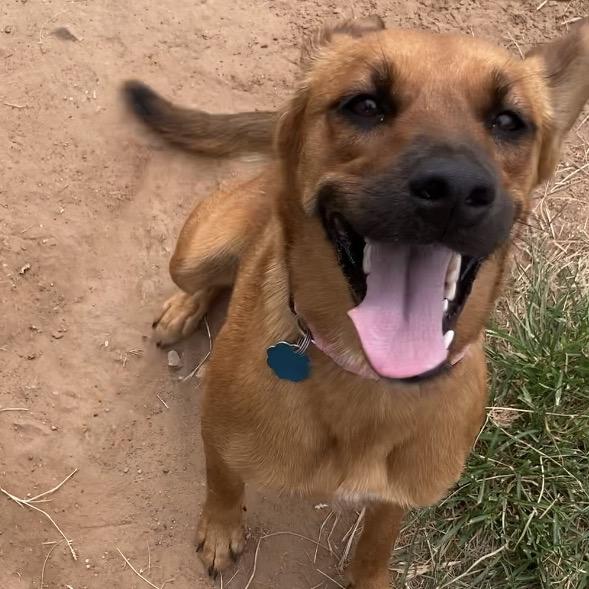 Tilly (Annie), a Adoptable Mixed Breed in Sand Springs, OK image 2/6