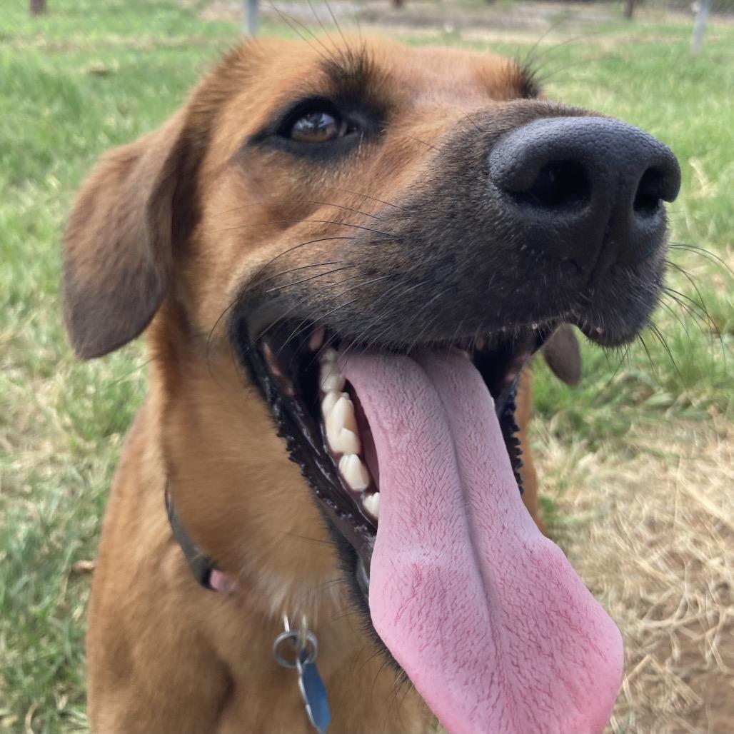 Tilly (Annie), a Adoptable Mixed Breed in Sand Springs, OK image 3/6