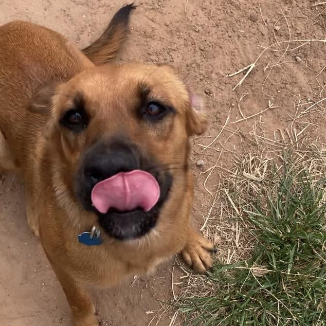 Tilly (Annie), a Adoptable Mixed Breed in Sand Springs, OK image 4/6