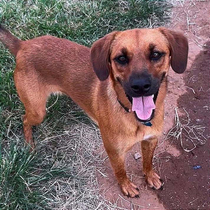 Tilly (Annie), Adoptable, Young Female Mixed Breed.