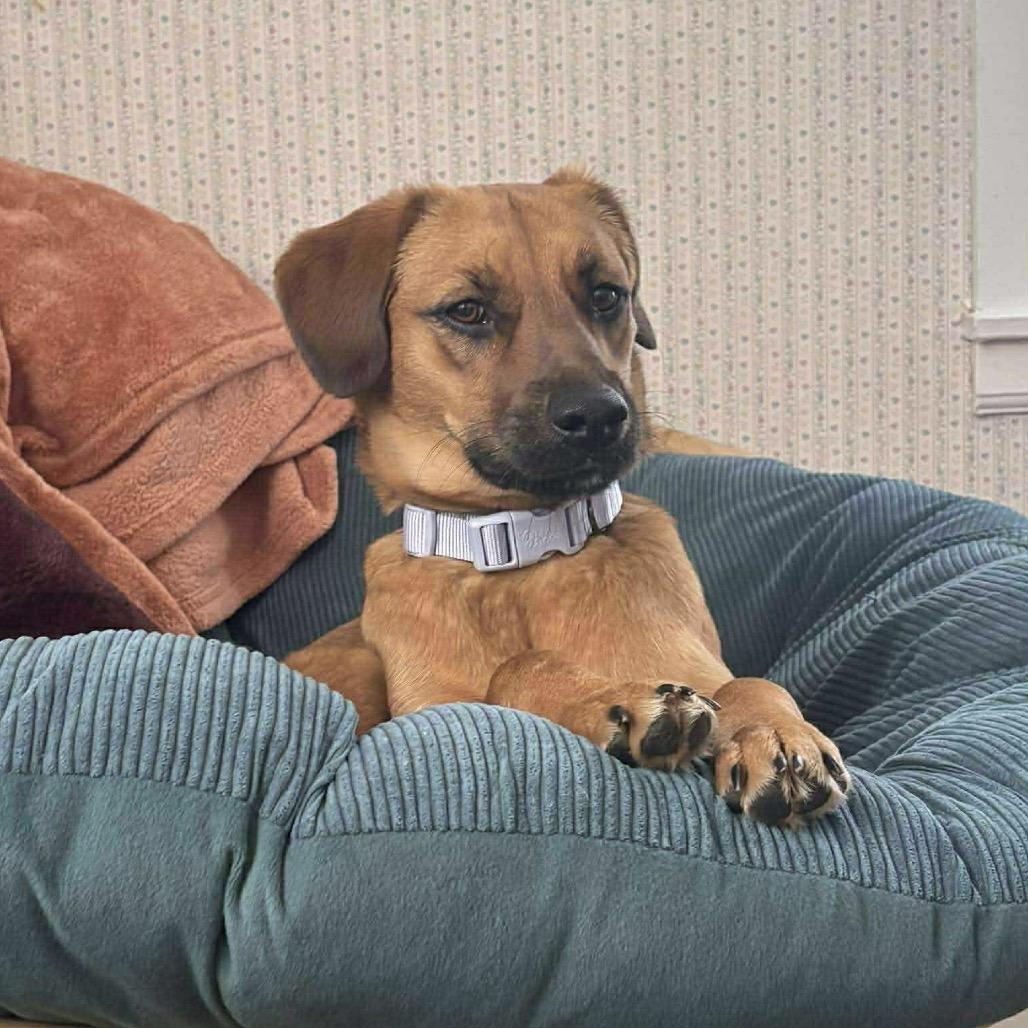 Tilly (Annie), a Adoptable Mixed Breed in Sand Springs, OK image 6/6