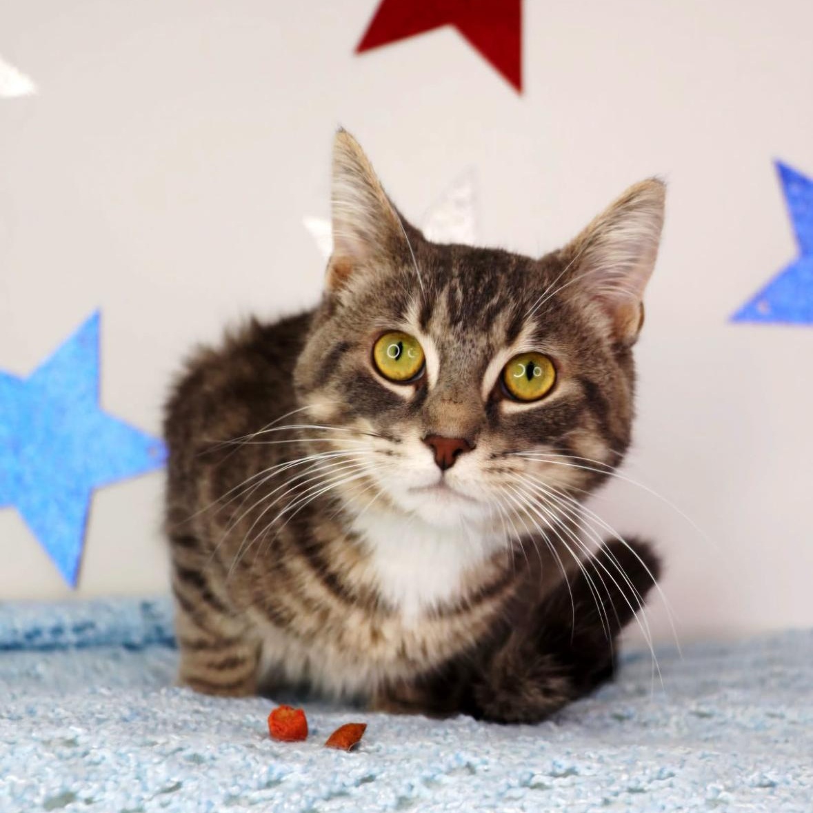 Clover, Adoptable, Young Male Domestic Short Hair.