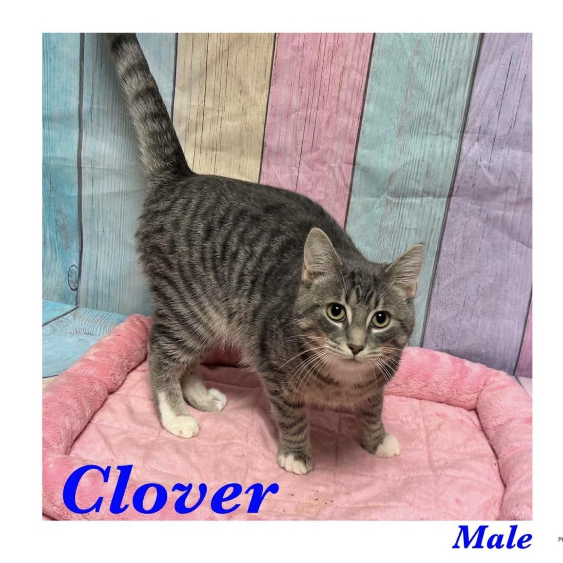 Clover, a Adoptable Domestic Short Hair in Ashland, KY image 2/3