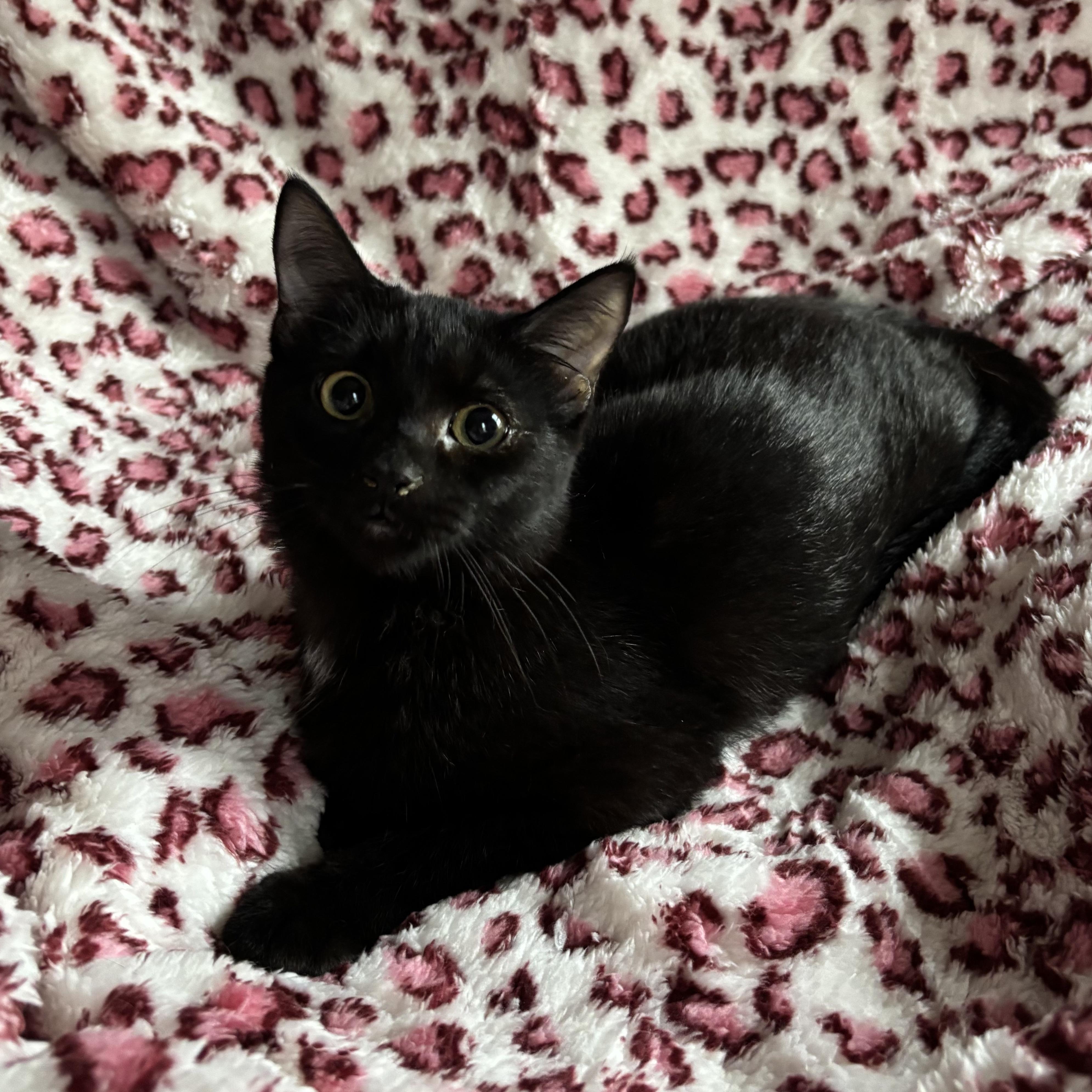 Enlarge AZALEA, an adopted Domestic Short Hair in Tillsonburg, ON image 4/6