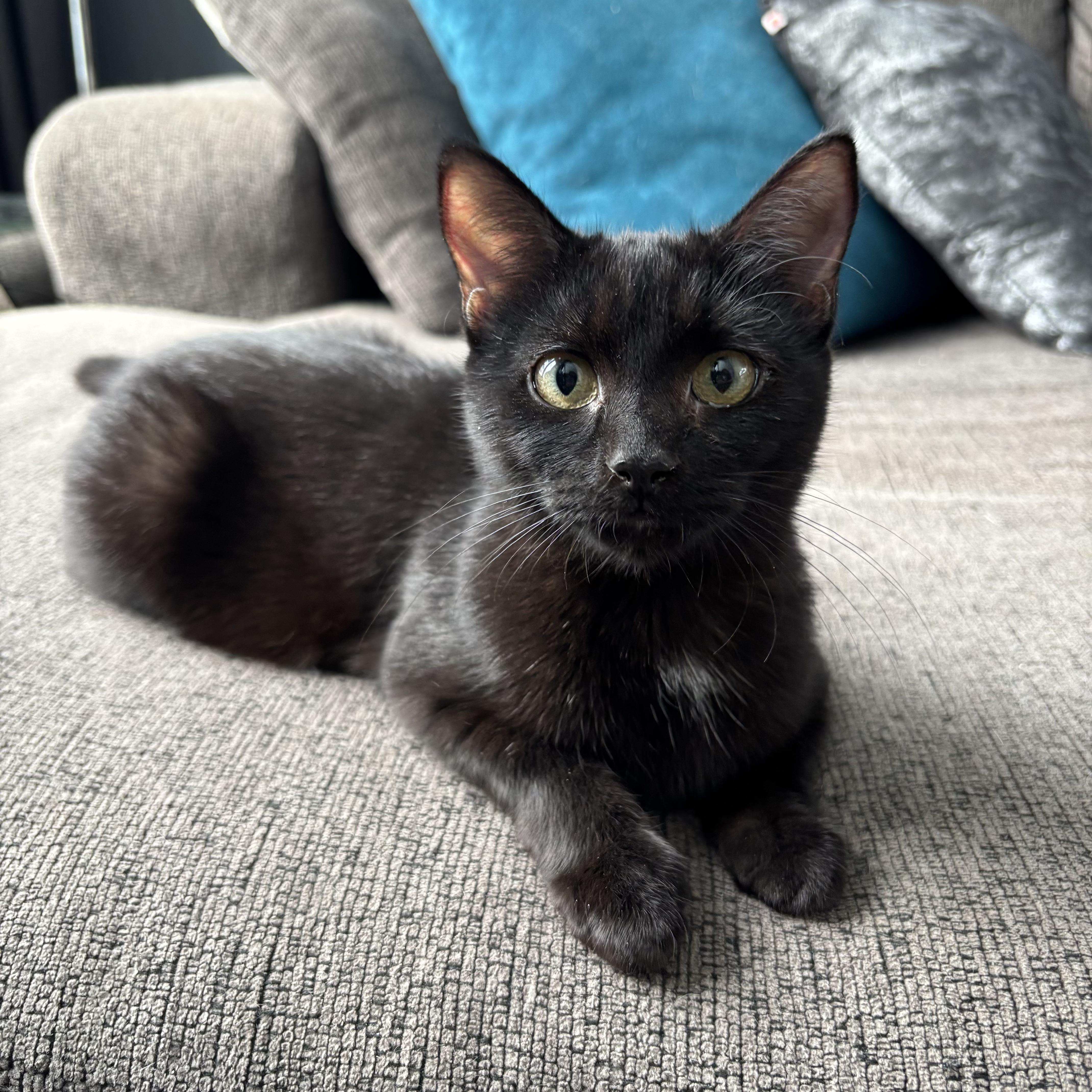 Enlarge AZALEA, an adopted Domestic Short Hair in Tillsonburg, ON image 1/6