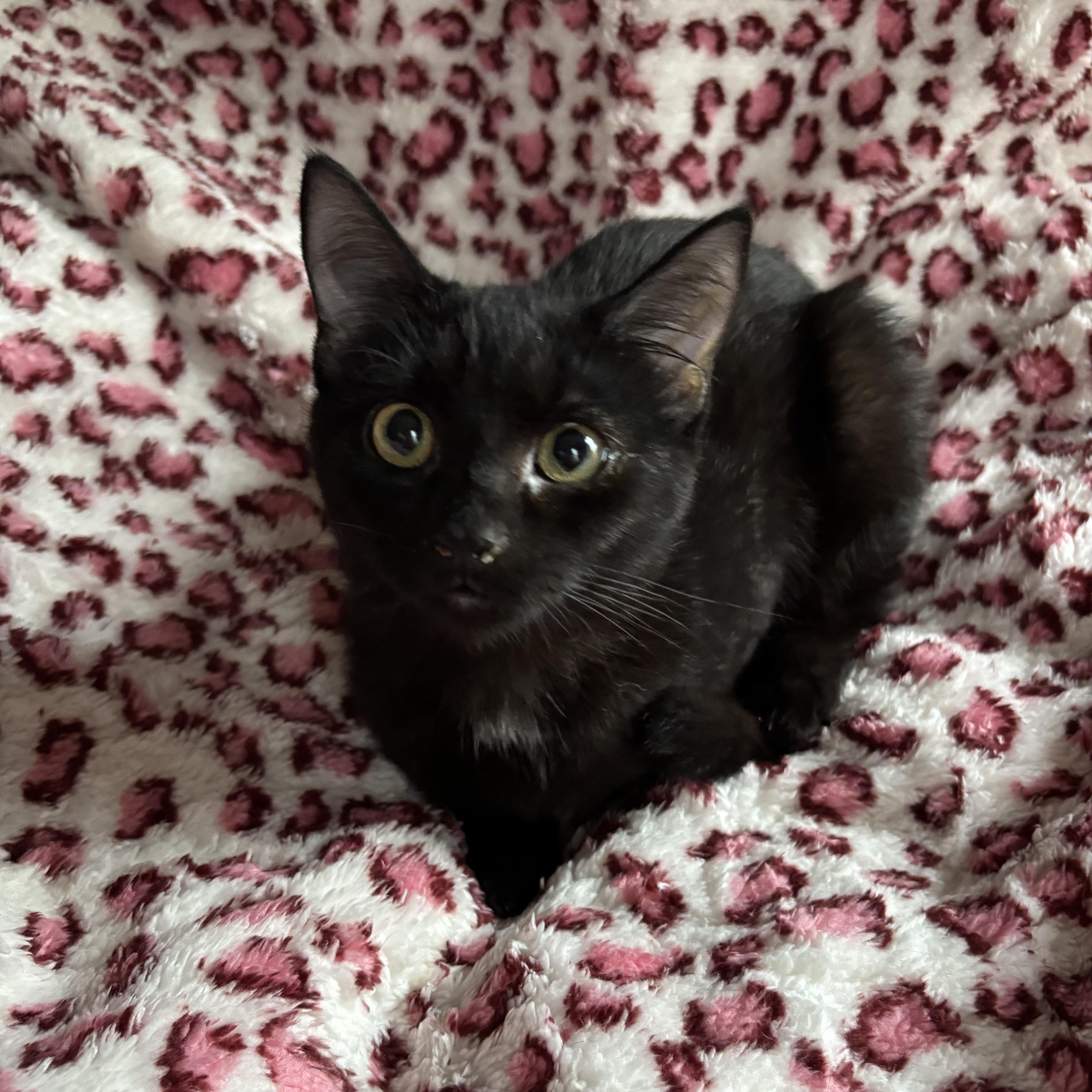 Enlarge AZALEA, an adopted Domestic Short Hair in Tillsonburg, ON image 5/6