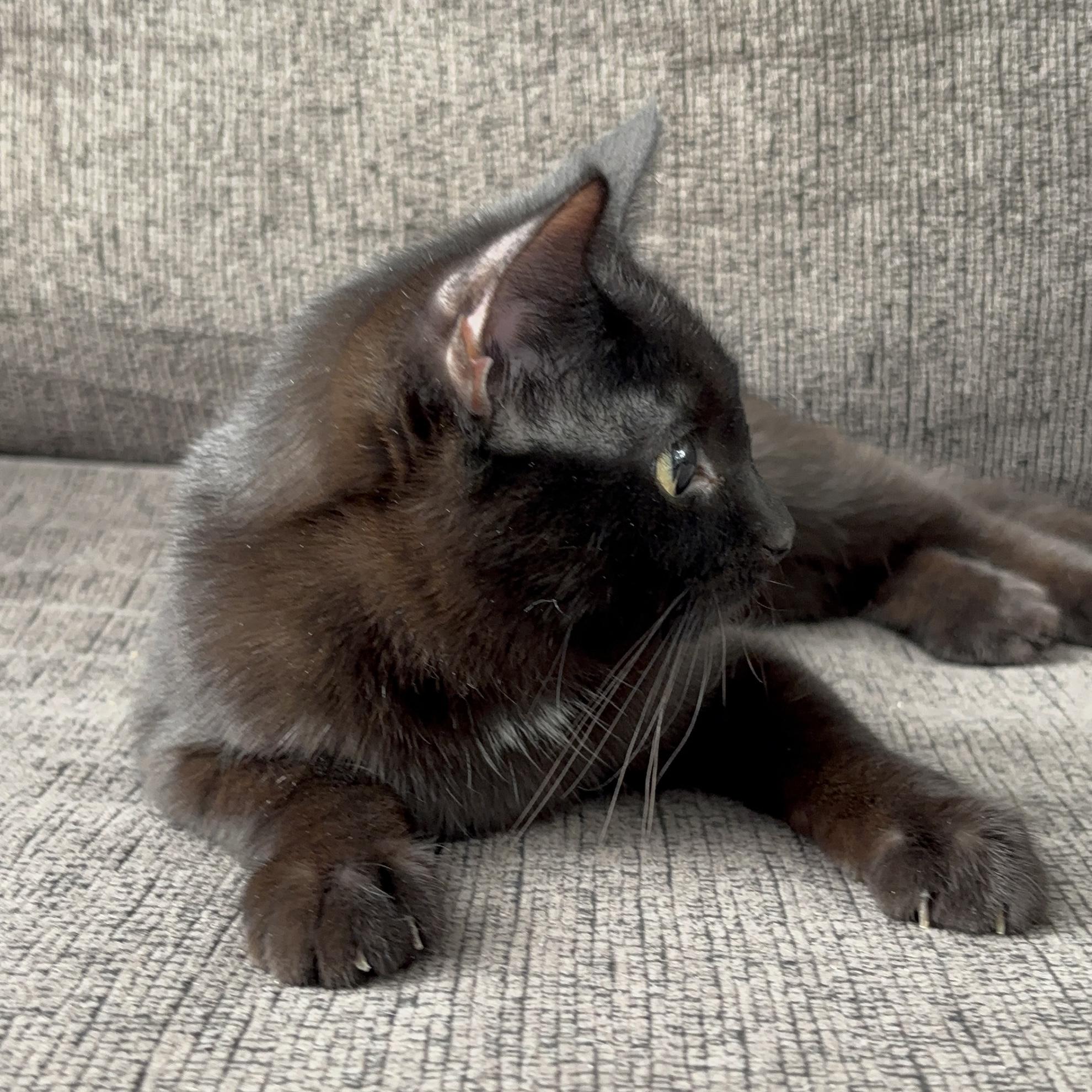 Enlarge AZALEA, an adopted Domestic Short Hair in Tillsonburg, ON image 3/6