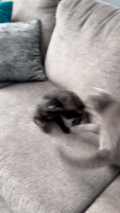 Enlarge AZALEA, an adopted Domestic Short Hair in Tillsonburg, ON video 6/6