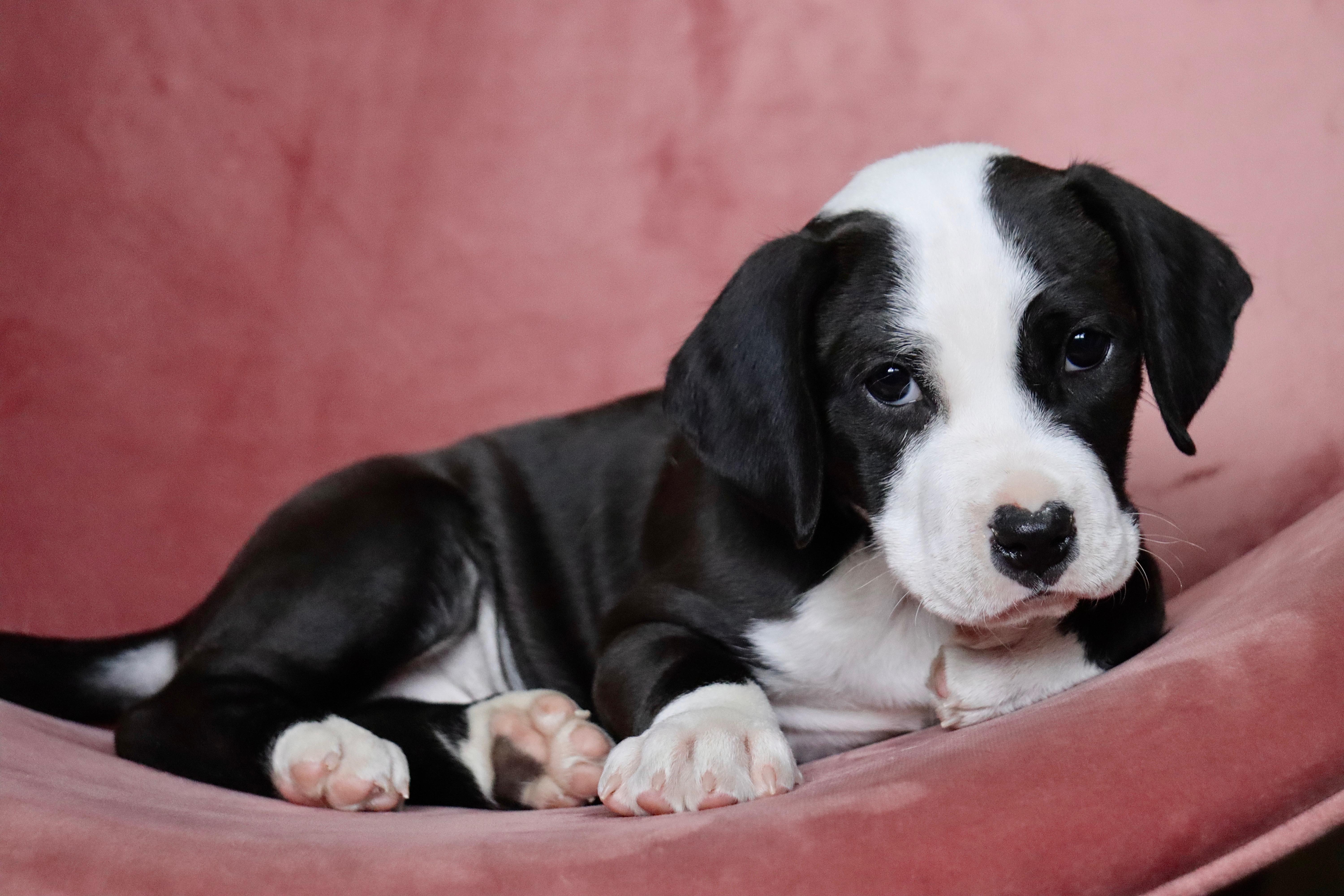 Enlarge Kiss, a Adoptable American Staffordshire Terrier in Evergreen, CO image 2/4