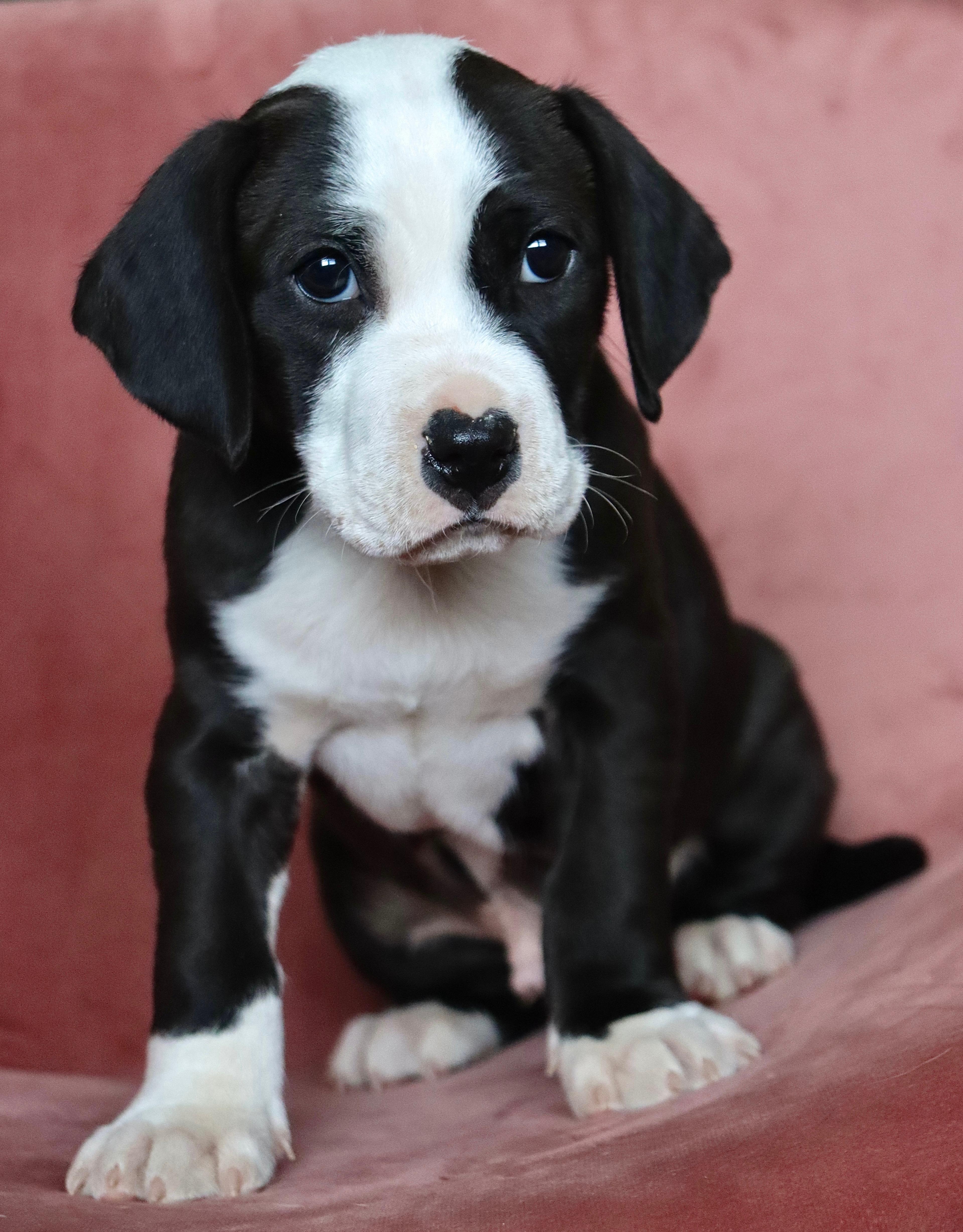 Enlarge Kiss, a Adoptable American Staffordshire Terrier in Evergreen, CO image 4/4