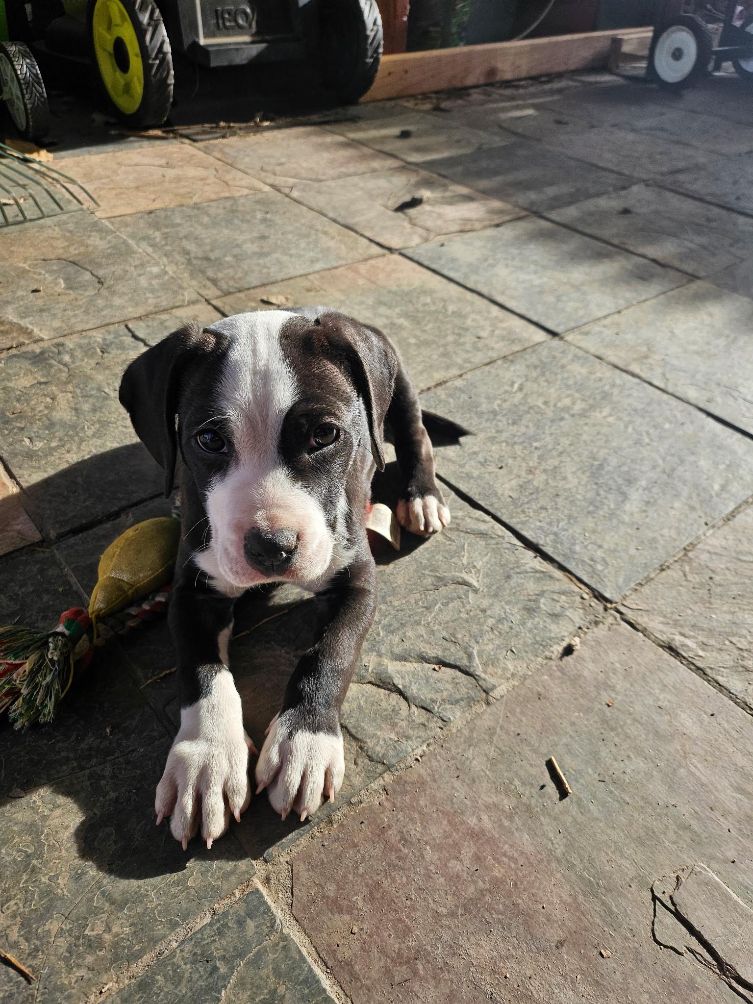 Kiss, Adoptable, Puppy Male American Staffordshire Terrier.