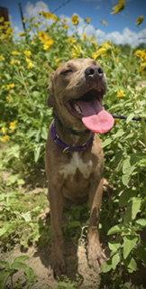 Love Bug- Puppy #3 (CoPAC Litter #2/ 2026), Adoptable, Puppy Female Black Mouth Cur & Catahoula Leopard Dog.