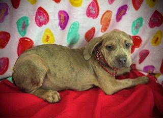 Love Bug- Puppy #3 (CoPAC Litter #2/ 2026), Adoptable, Puppy Female Black Mouth Cur & Catahoula Leopard Dog.
