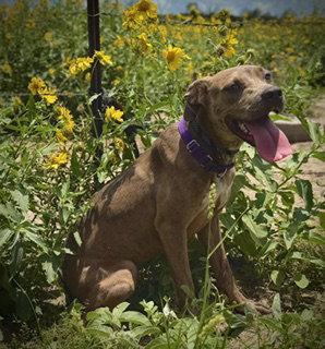 Enlarge Love Bug- Puppy #3 (CoPAC Litter #2/ 2026), a Adoptable mixed breed in Pleasanton, TX image 2/3