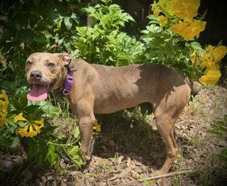 Enlarge Love Bug- Puppy #3 (CoPAC Litter #2/ 2026), a Adoptable mixed breed in Pleasanton, TX image 3/3