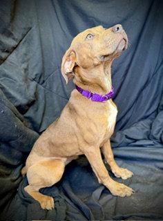 Love Bug- Puppy #3 (CoPAC Litter #2/ 2026), Adoptable, Puppy Female Black Mouth Cur & Catahoula Leopard Dog.