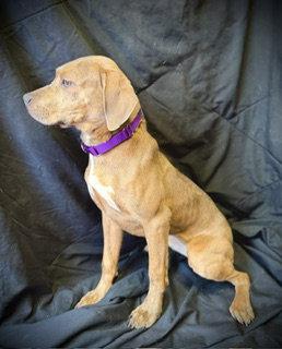 Enlarge Love Bug- Puppy #3 (CoPAC Litter #2/ 2026), a Adoptable mixed breed in Pleasanton, TX image 2/3