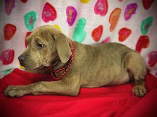 Enlarge Love Bug- Puppy #3 (CoPAC Litter #2/ 2026), a Adoptable mixed breed in Pleasanton, TX image 3/3