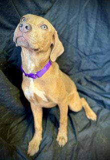 Enlarge Love Bug- Puppy #3 (CoPAC Litter #2/ 2026), a Adoptable mixed breed in Pleasanton, TX image 3/3