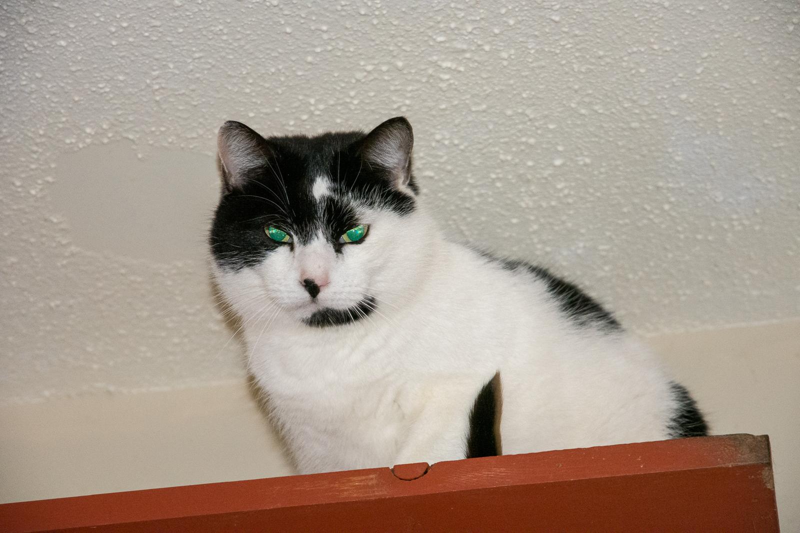 Homes needed for barn cats!!, a Adoptable Domestic Short Hair in Huntsville, AL image 1/2