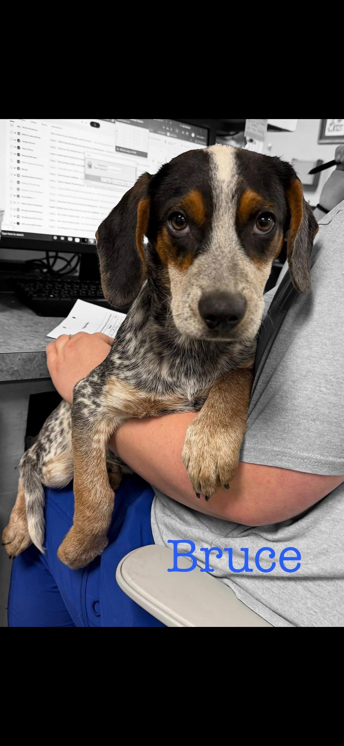 Enlarge Bruce, an adopted mixed breed in seaside heights, NJ image 1/1