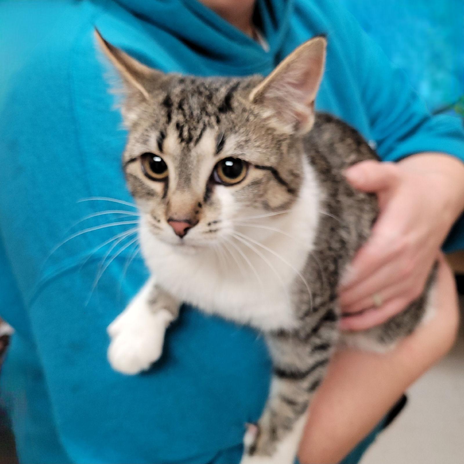 Marli, Adoptable, Kitten Female Domestic Short Hair.