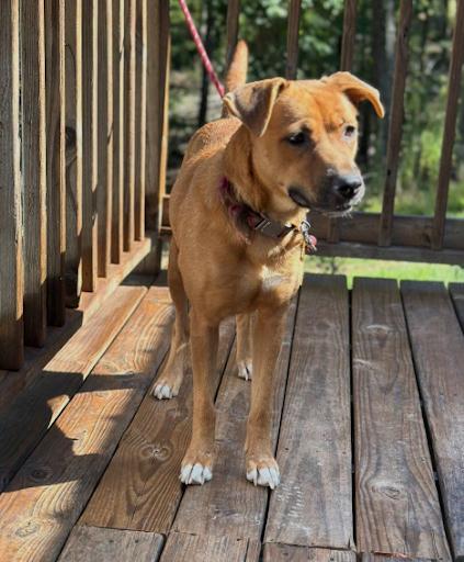 Photo of Young Female Yellow Labrador Retriever Golden, Apricot / Beige
