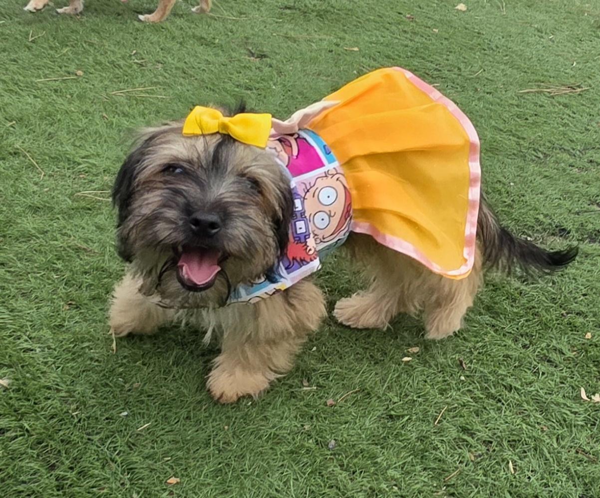 Enlarge Millie, an adopted Maltipoo in Fallbrook, CA image 4/6