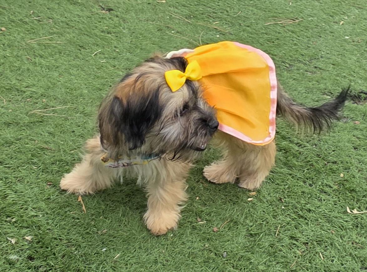 Millie, adopted, Puppy Female Maltipoo.