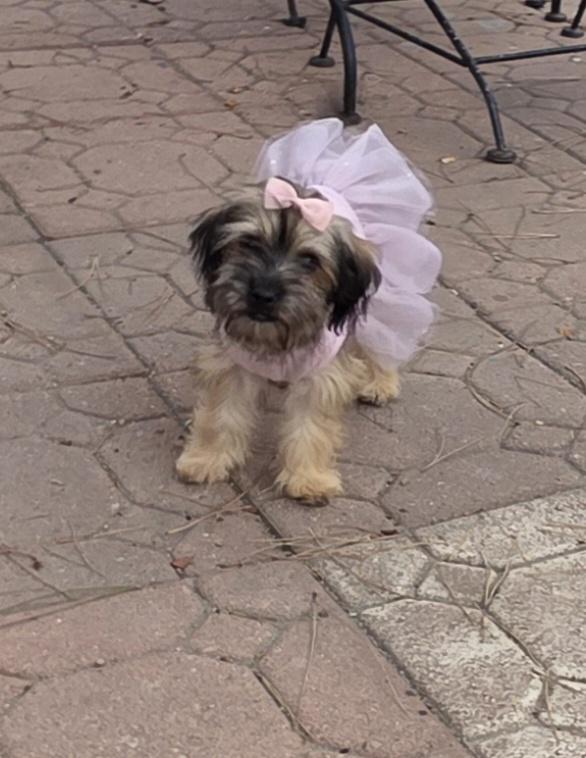 Enlarge Millie, an adopted Maltipoo in Fallbrook, CA image 5/6