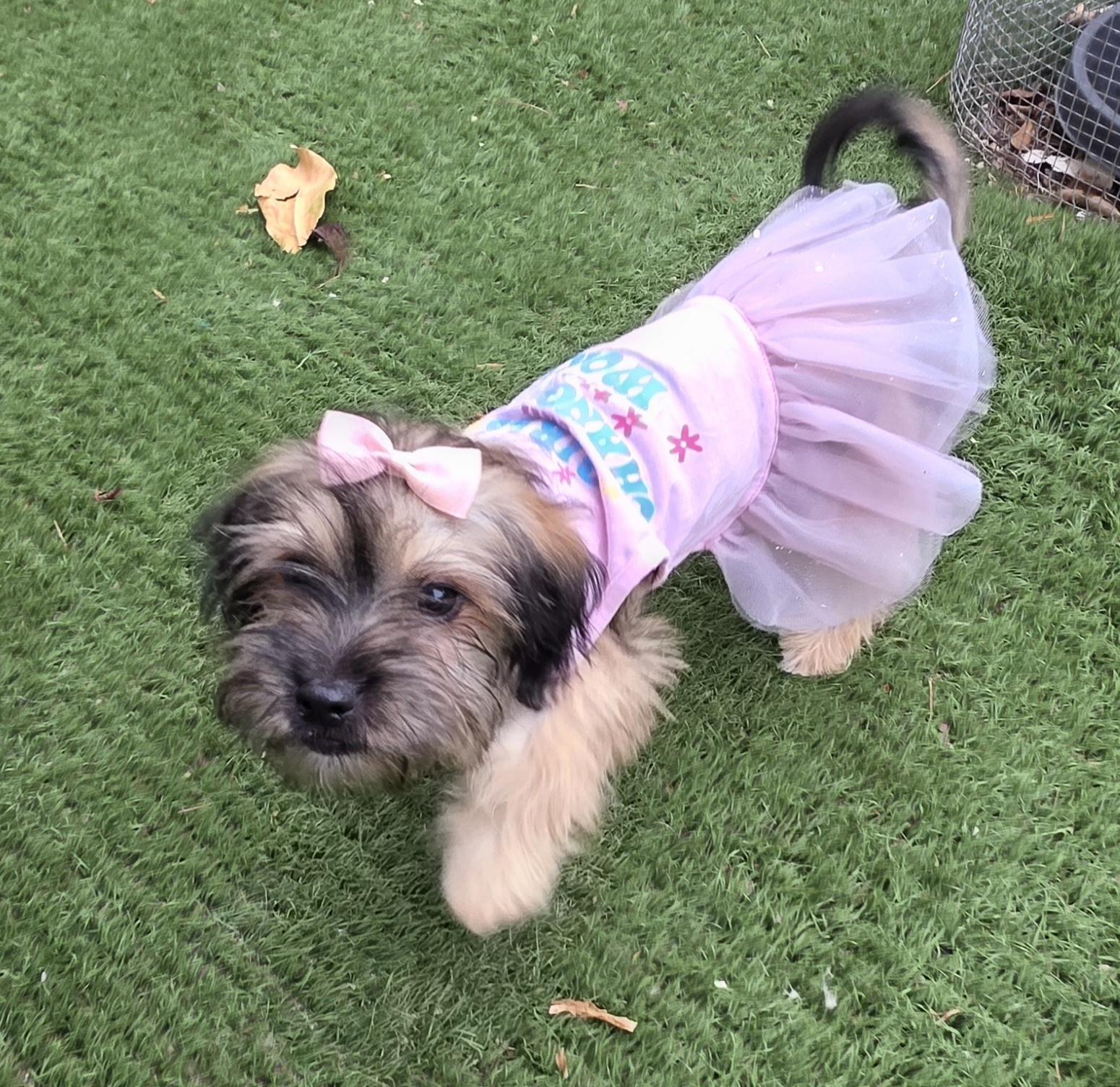 Enlarge Millie, an adopted Maltipoo in Fallbrook, CA image 6/6