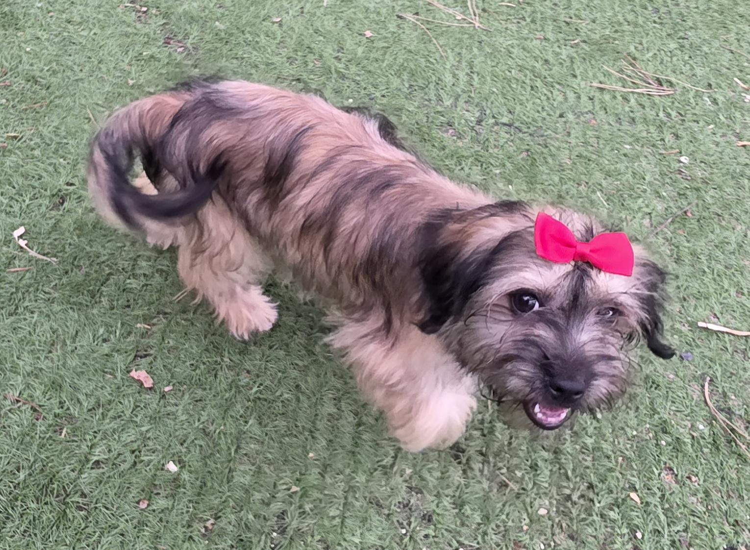 Enlarge Millie, an adopted Maltipoo in Fallbrook, CA image 3/6