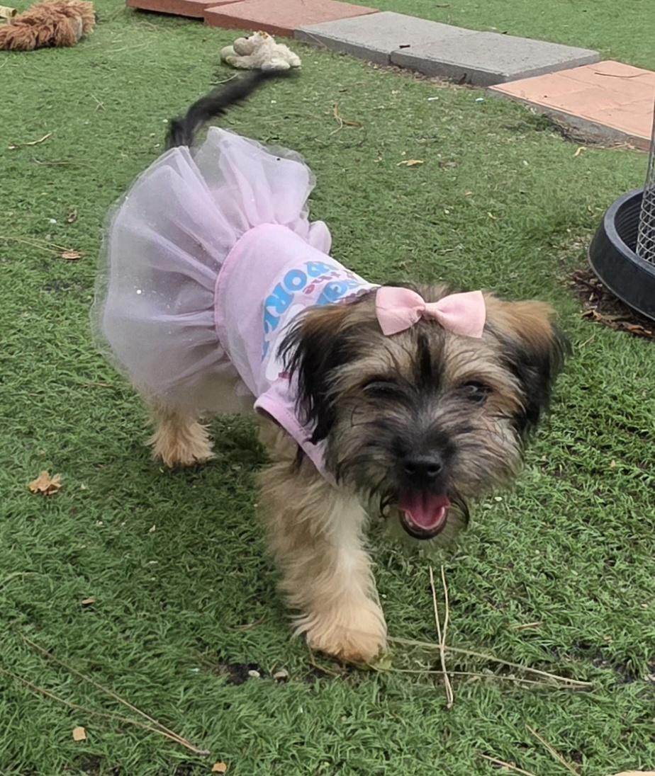 Enlarge Millie, an adopted Maltipoo in Fallbrook, CA image 2/6