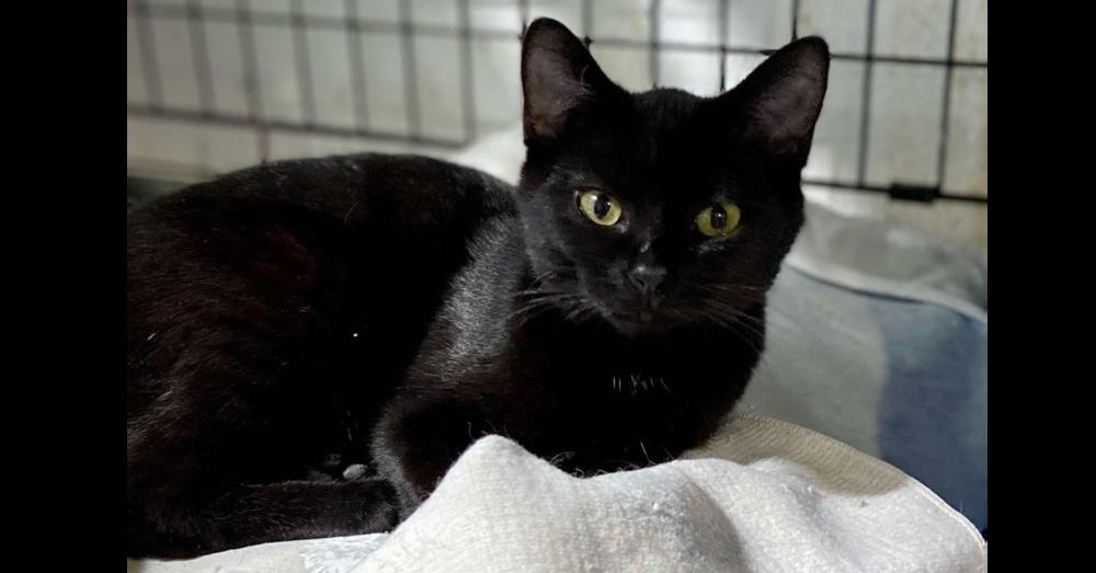 Feena, Adoptable, Kitten Female Domestic Short Hair.