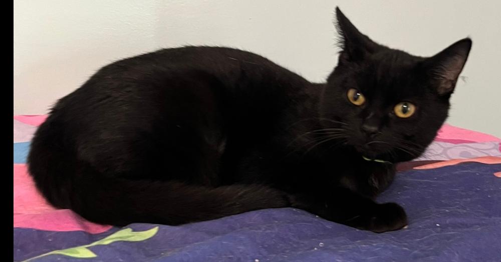 Enlarge Feena, a Adoptable mixed breed in New Cumberland, WV image 2/6