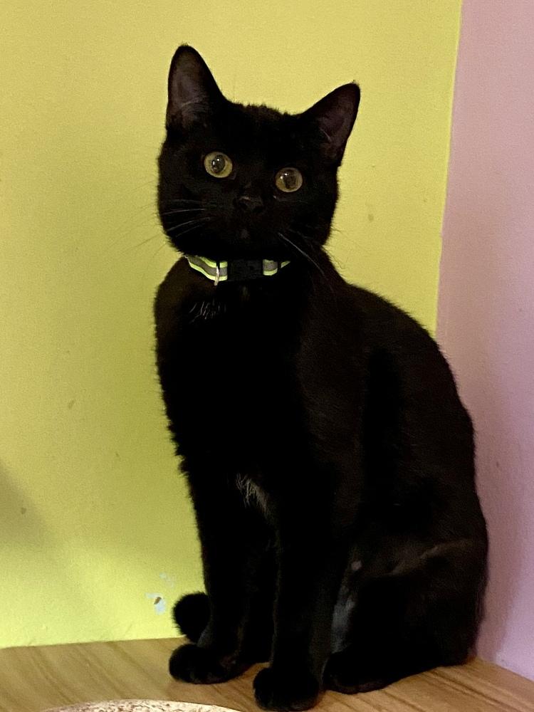 Enlarge Feena, a Adoptable mixed breed in New Cumberland, WV image 3/6