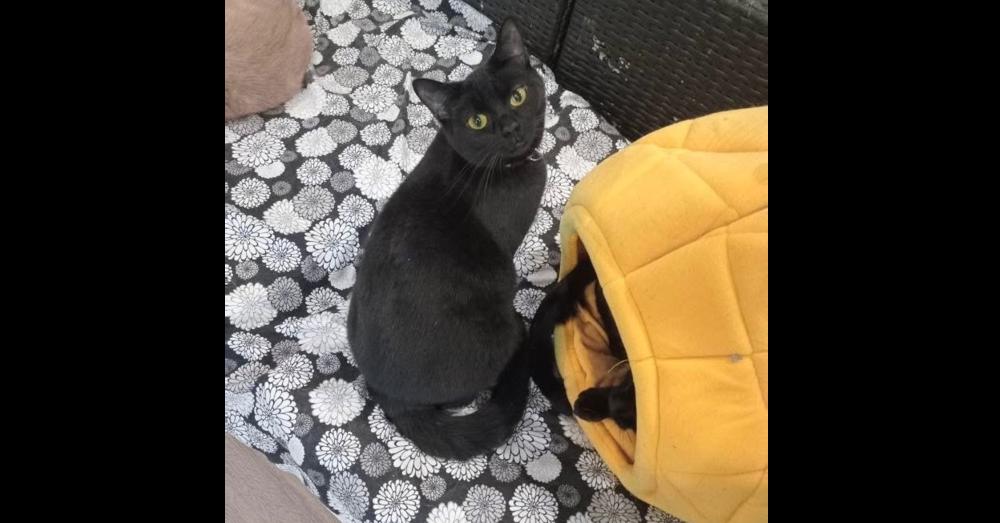 Feena, Adoptable, Kitten Female Domestic Short Hair.