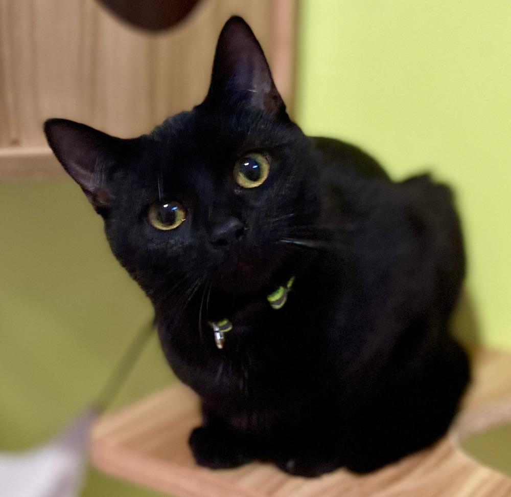 Enlarge Feena, a Adoptable mixed breed in New Cumberland, WV image 5/6