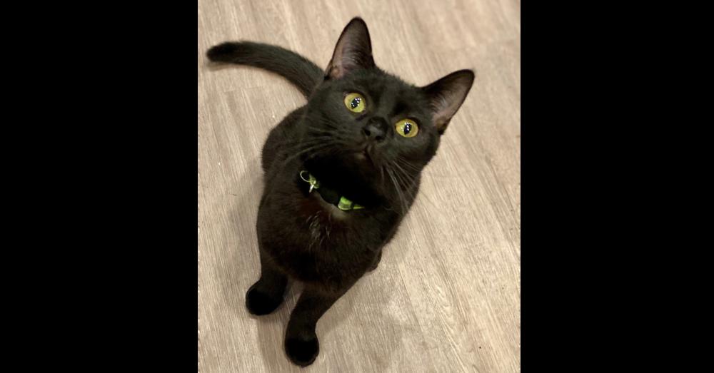 Enlarge Feena, a Adoptable mixed breed in New Cumberland, WV image 6/6