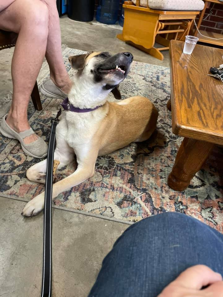 Enlarge Stevie Wonder, a Adoptable mixed breed in Shelby, NC image 2/12