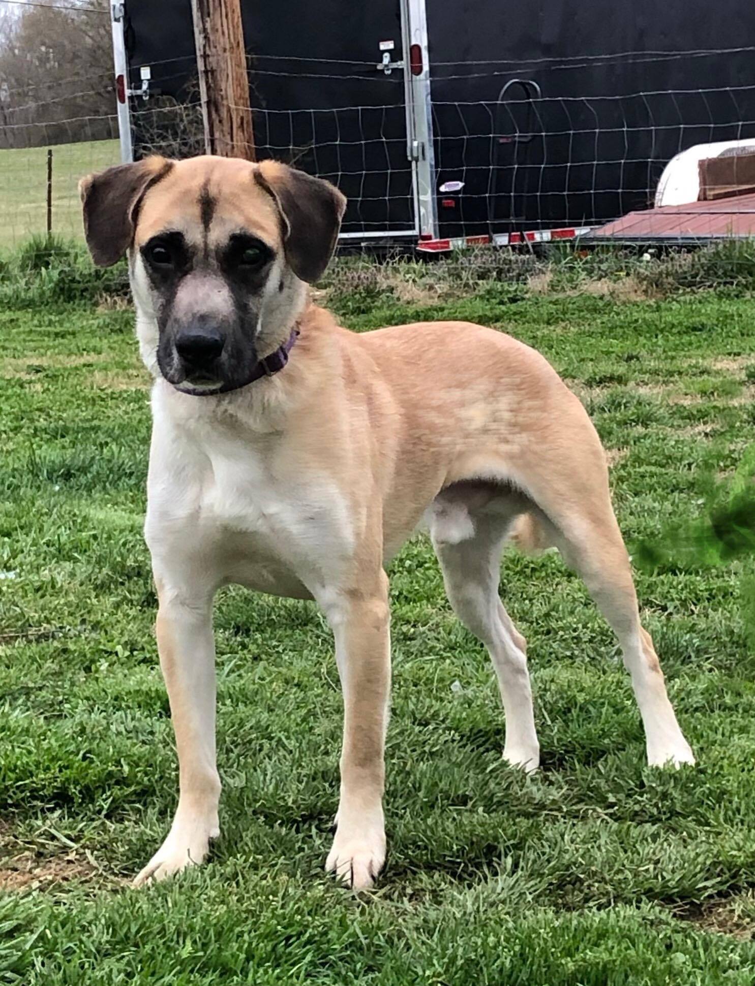 Enlarge Stevie Wonder, a Adoptable mixed breed in Shelby, NC image 3/12