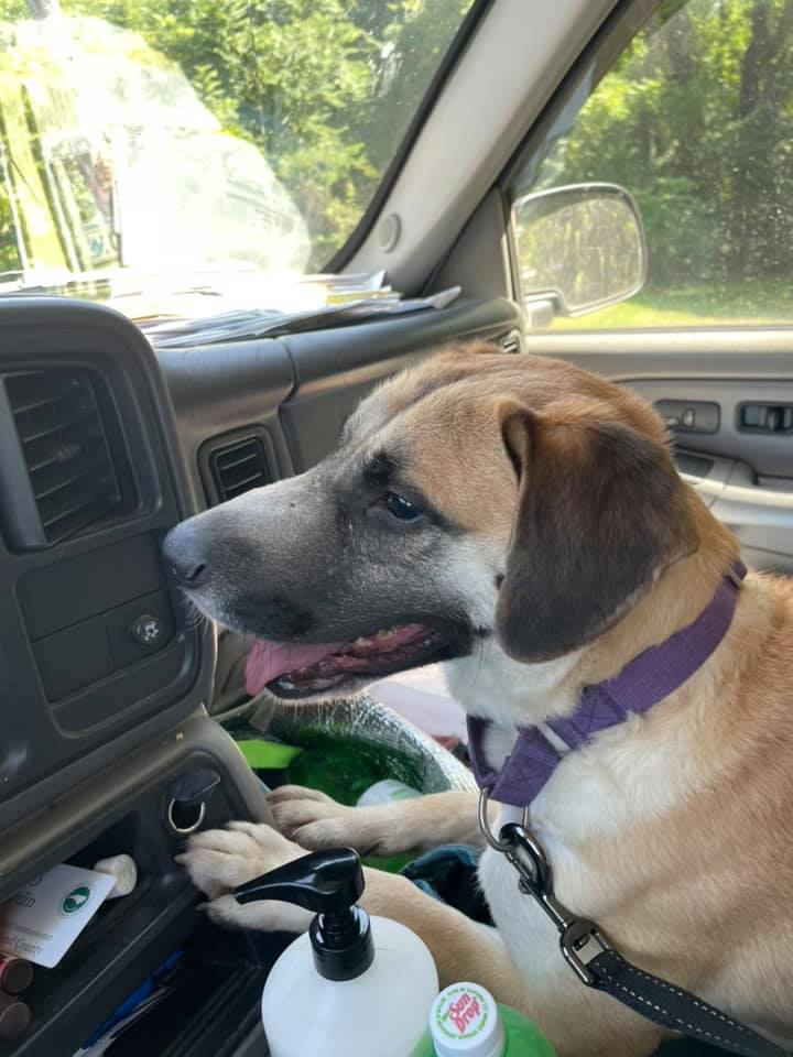 Enlarge Stevie Wonder, a Adoptable mixed breed in Shelby, NC image 4/12