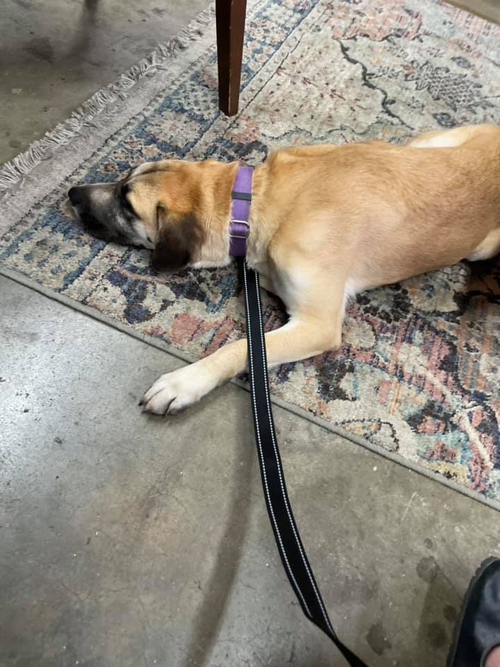 Enlarge Stevie Wonder, a Adoptable mixed breed in Shelby, NC image 5/12