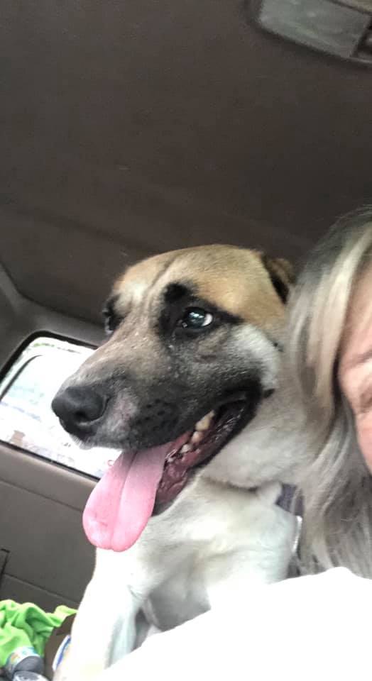 Enlarge Stevie Wonder, a Adoptable mixed breed in Shelby, NC image 6/12