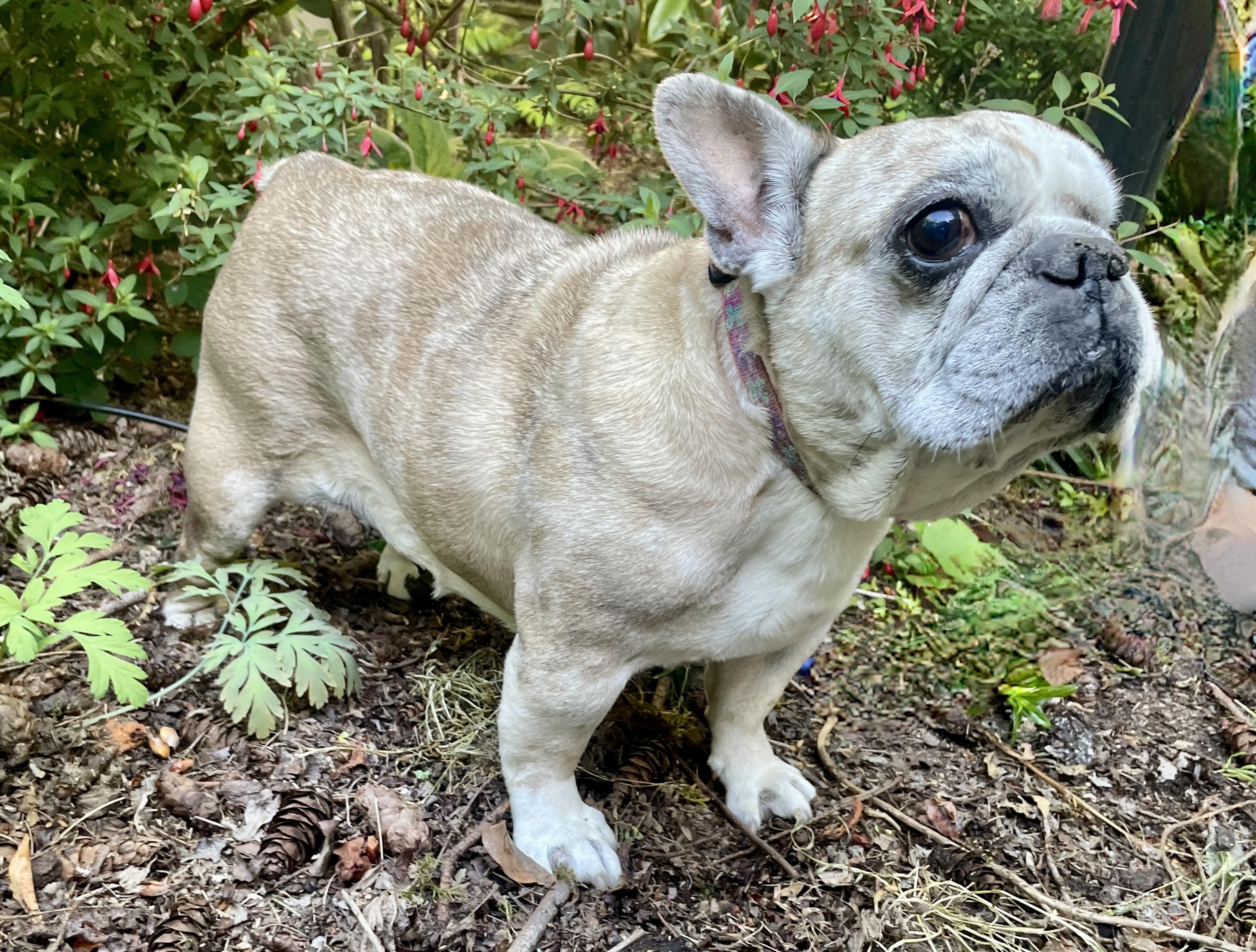 Biscuit (aka Grubs), a Adoptable French Bulldog in lynnwood , WA image 2/6