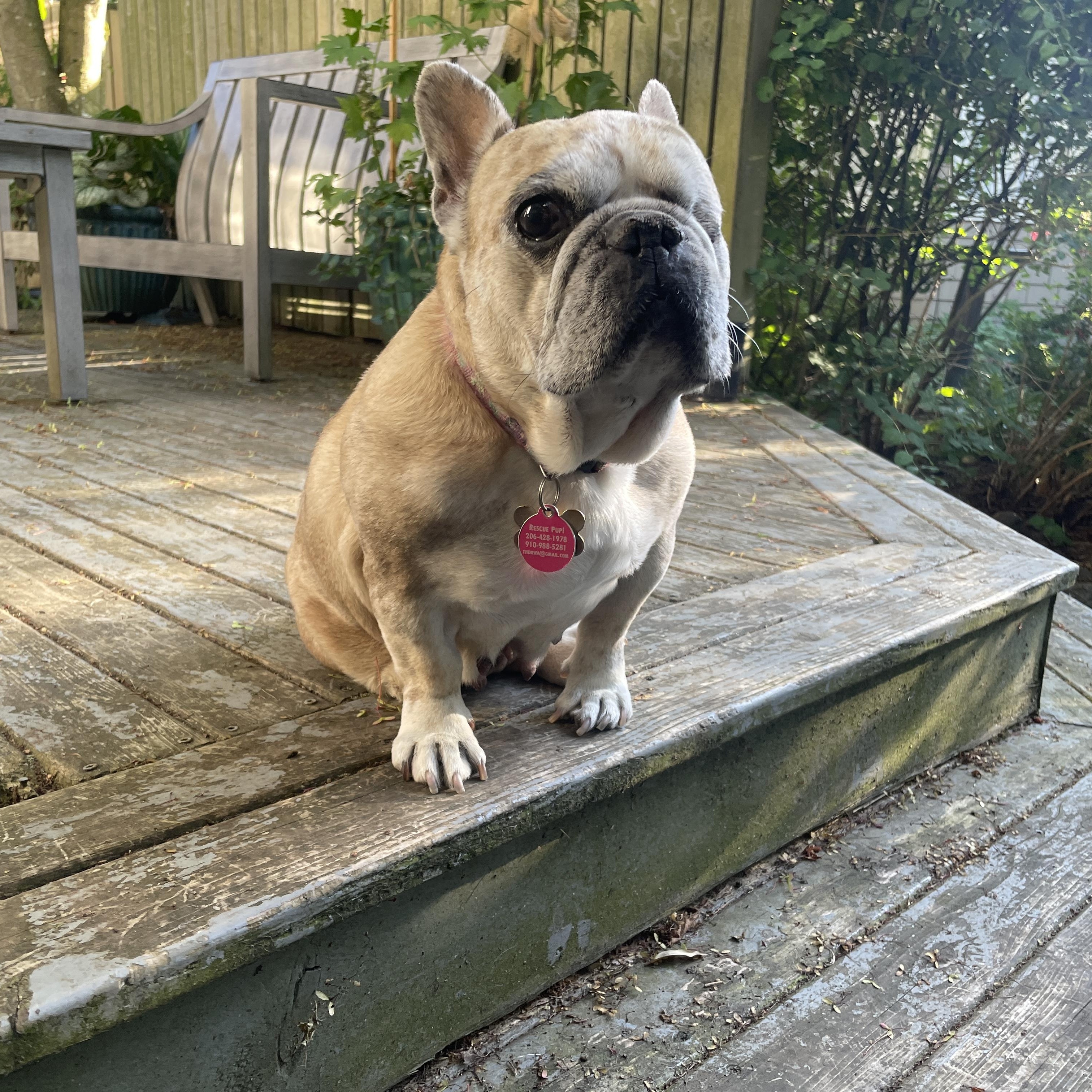 Biscuit (aka Grubs), a Adoptable French Bulldog in lynnwood , WA image 4/6