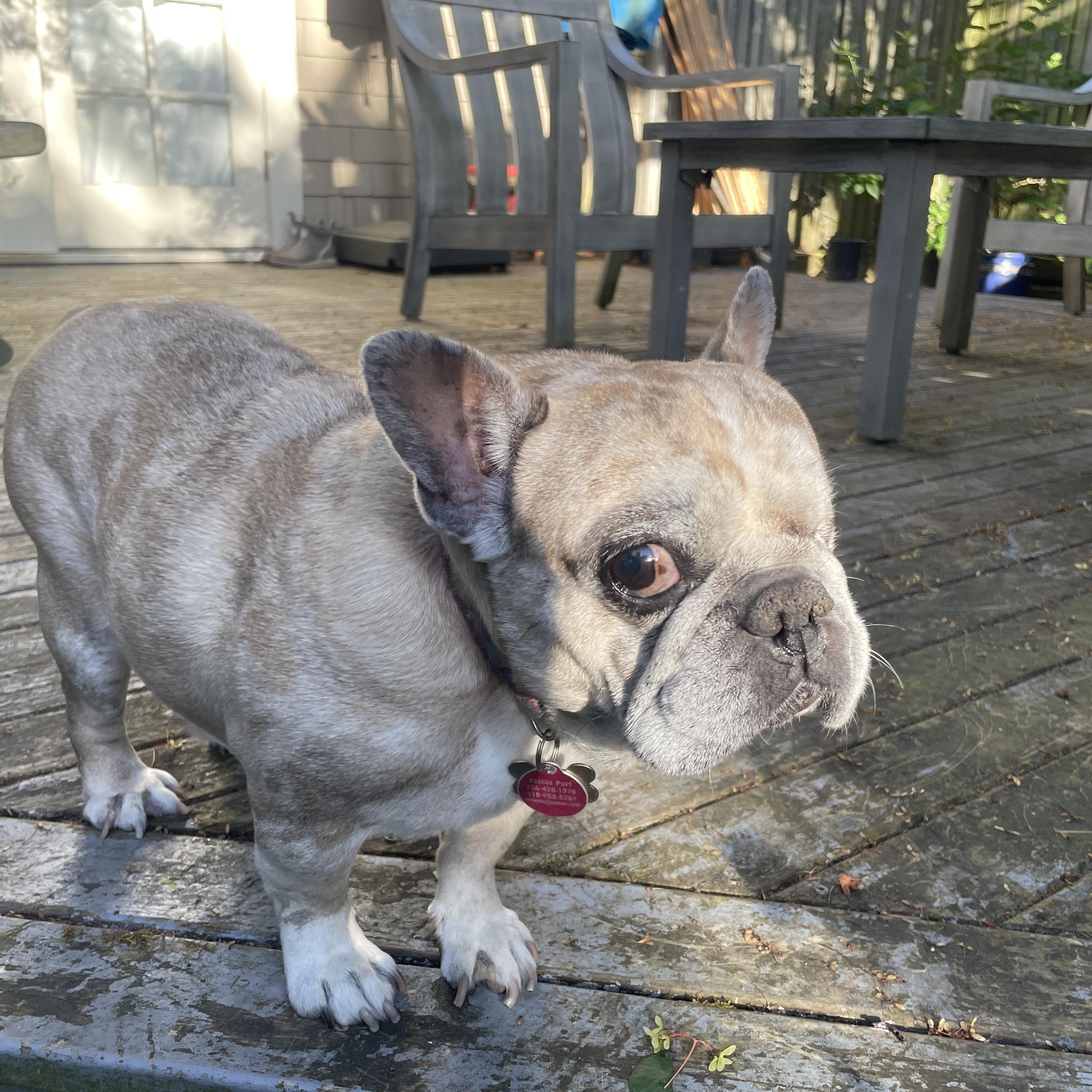 Biscuit (aka Grubs), a Adoptable French Bulldog in lynnwood , WA image 5/6