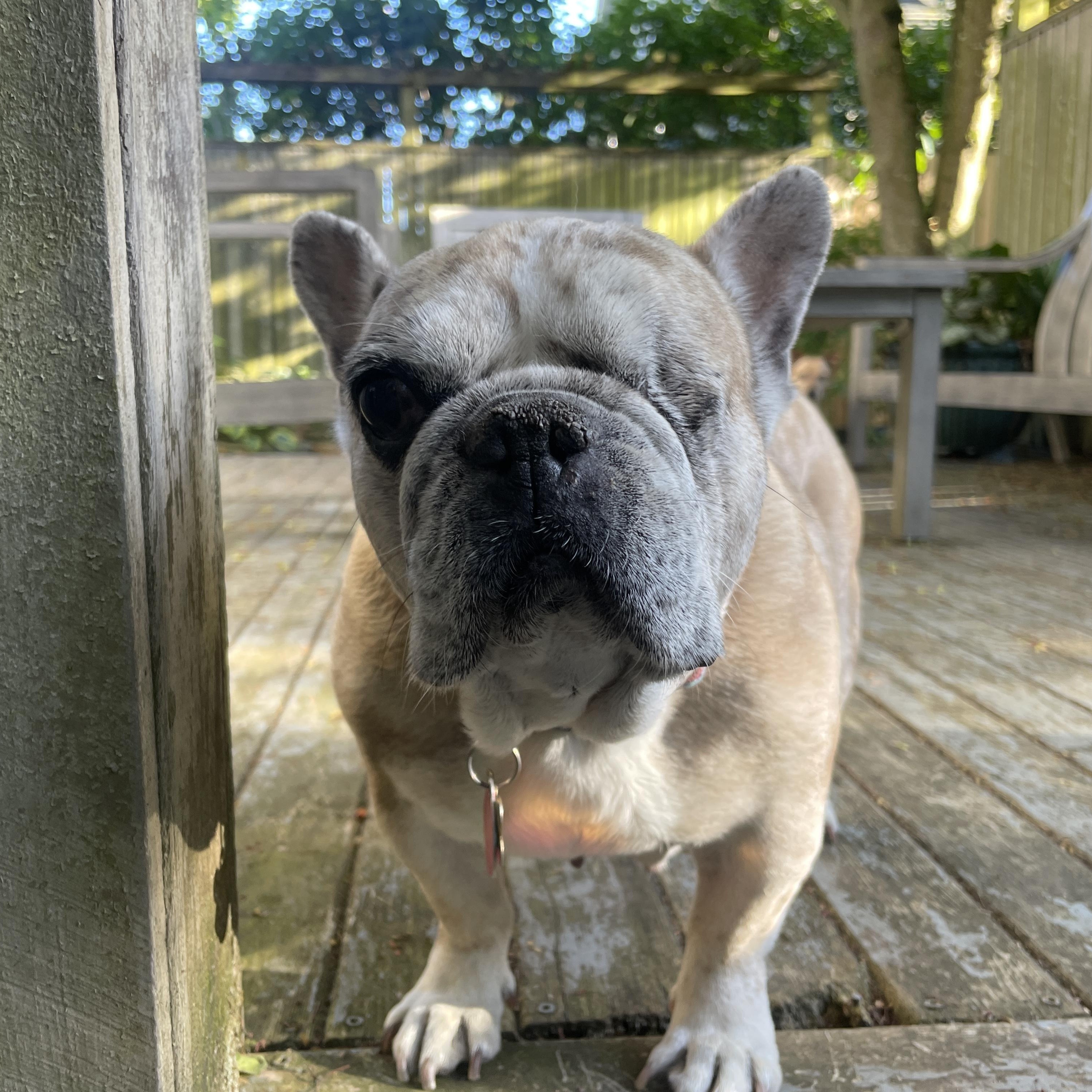 Biscuit (aka Grubs), a Adoptable French Bulldog in lynnwood , WA image 3/6
