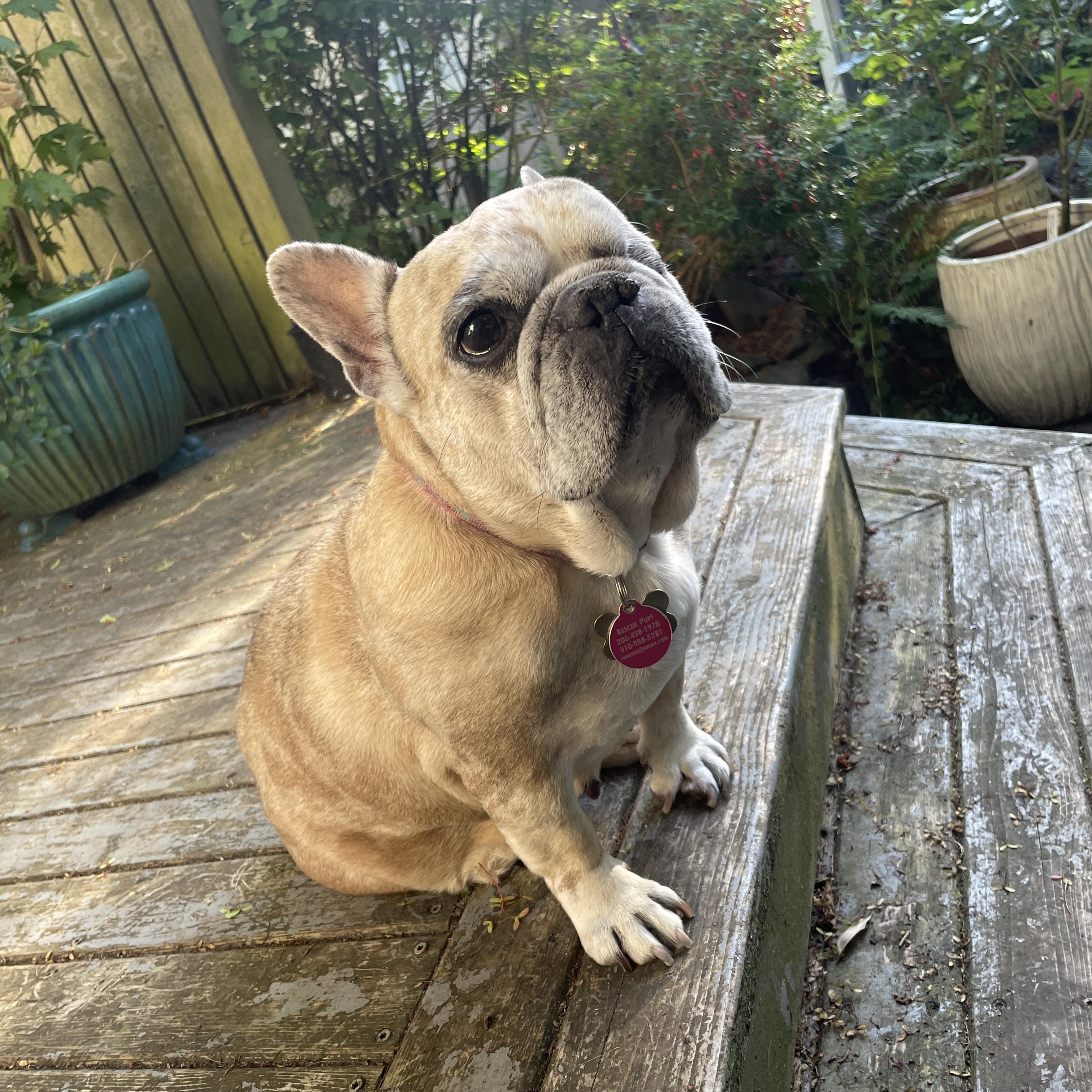 Biscuit (aka Grubs), Adoptable, Adult Female French Bulldog.