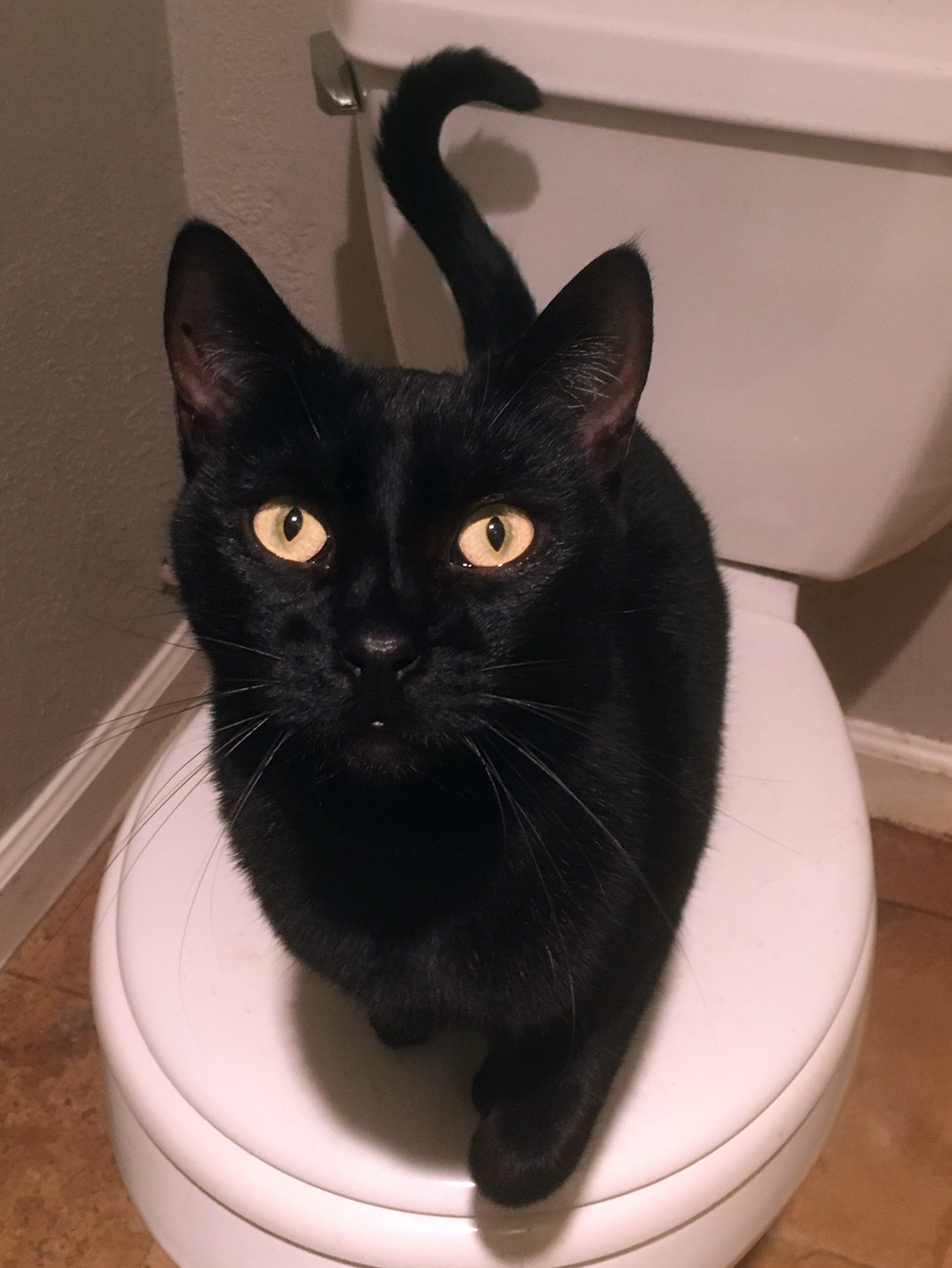 Hannah, a Adoptable Domestic Short Hair in Tustin, CA image 1/8